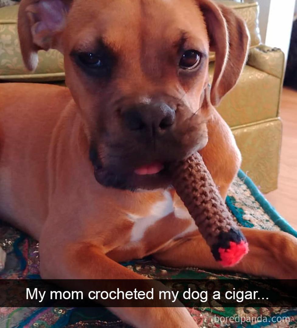 Evo kako bi izgledali psi da znaju pušiti cigare. Vlasnica je od svoje majke dobila ispletenu cigaru za svog ljubimca.