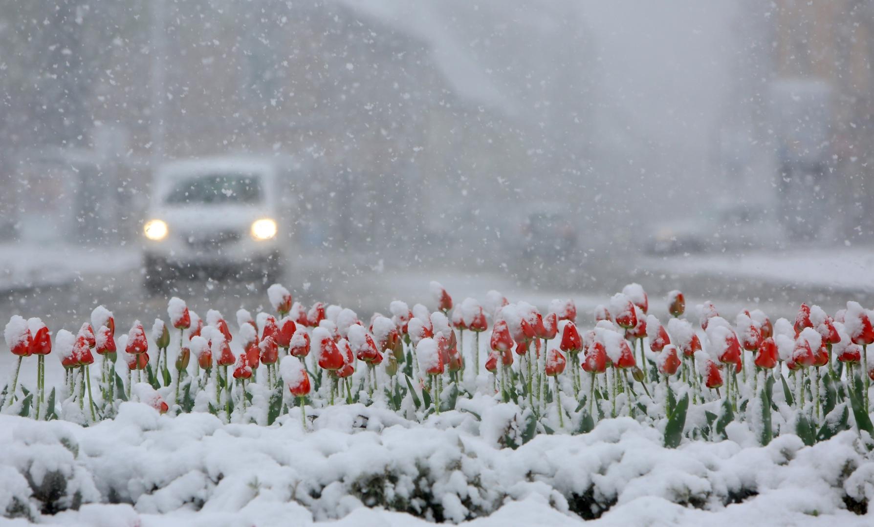 06.04.2021., Karlovac - Od ranih jutarnjih sati u Karlovcu pada gusti snijeg koji je brzo zabijelio prometnice i parkove. Photo: Kristina Stedul Fabac/PIXSELL