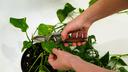 Expert Reveals Simple Pruning Trick for Fuller, Bushier Hanging Plants