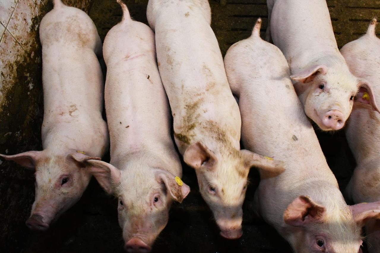 Donja Vrba: Farma svinja OPG Domagoja Becka