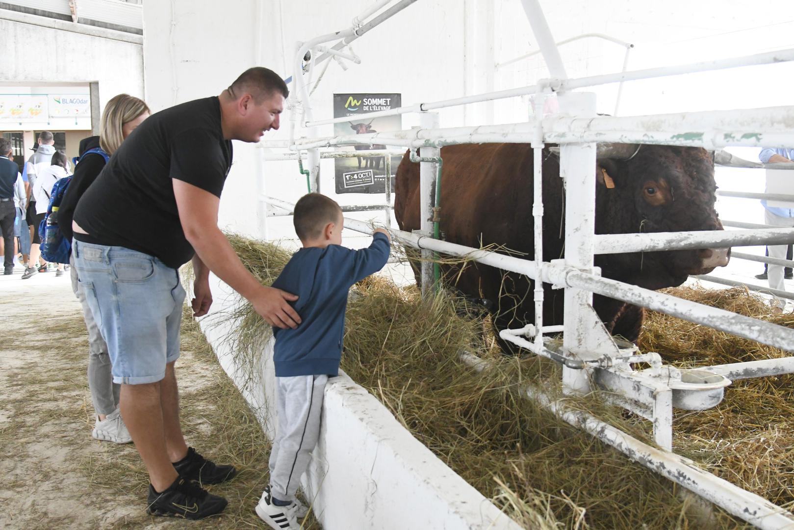Najteži i najatraktivniji primjerak goveda je bik Ogulin salers pasmine koji teži čak 1.196 kg. 