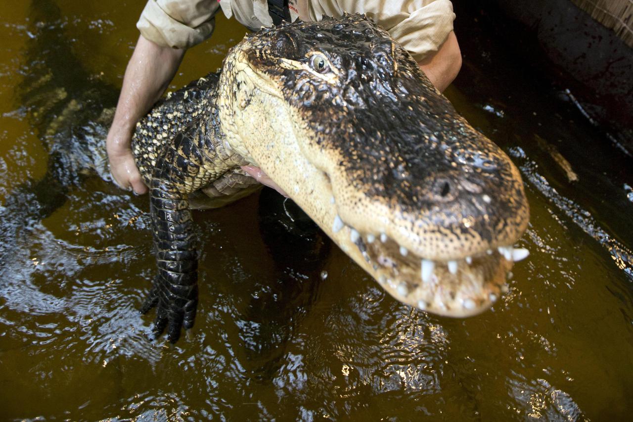 aligator