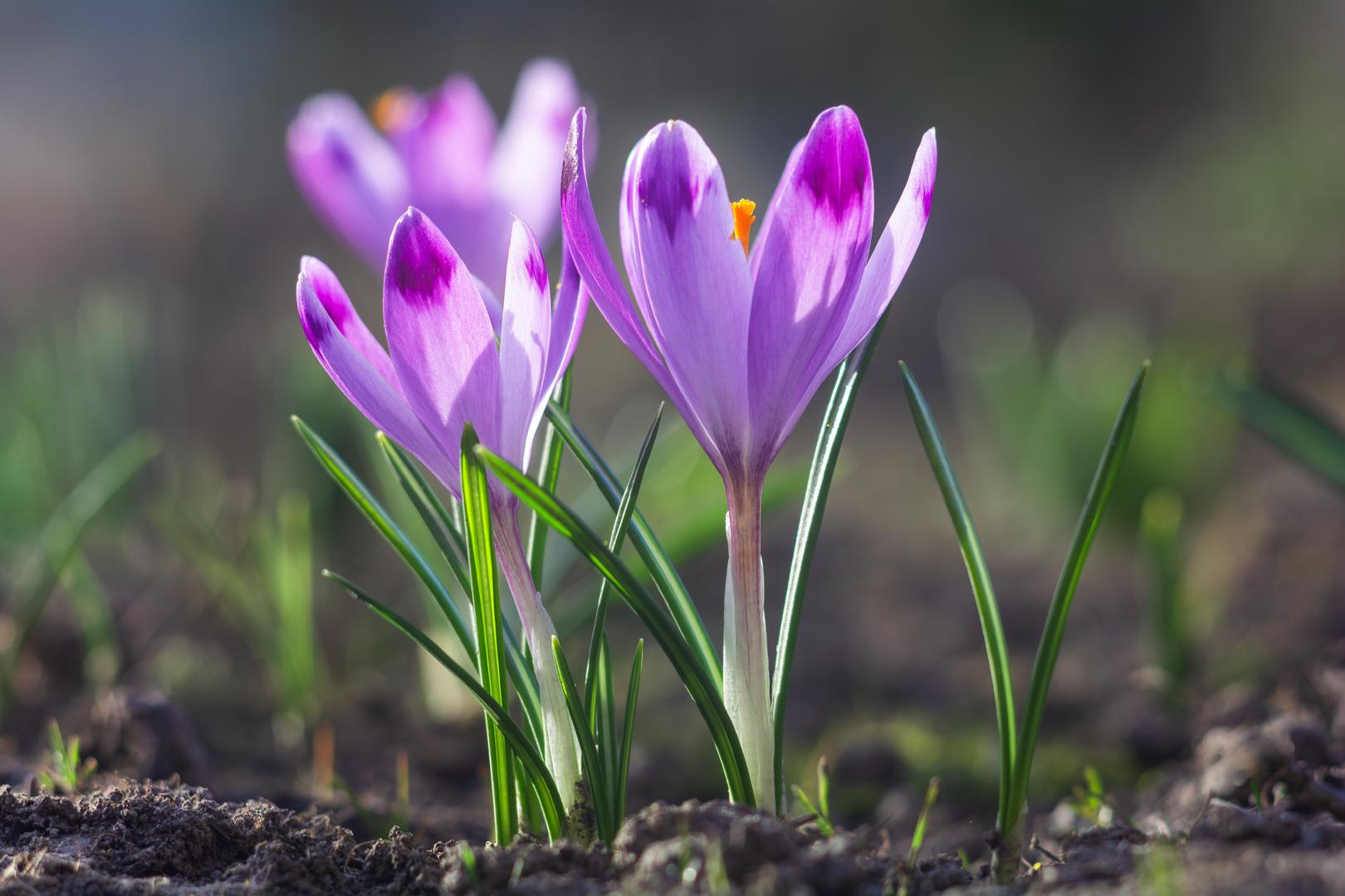 Šafrani: Ako žudite za jednim od najranijih znakova dolaska proljeća, lukovice šafrana savršen su dodatak vašem vrtu. "Šafrani često prvi izbiju. često prva stvar koja iznenada iznenada. Donose savršeni, mali dašak boje u vrijeme kada vam je to stvarno potrebno", rekao je Mabey. Stručnjak za vrtlarstvo savjetovao je sadnju šafrana na travnjake, u podnožje drveća ili uz staze za prirodan izgled u stilu livade.