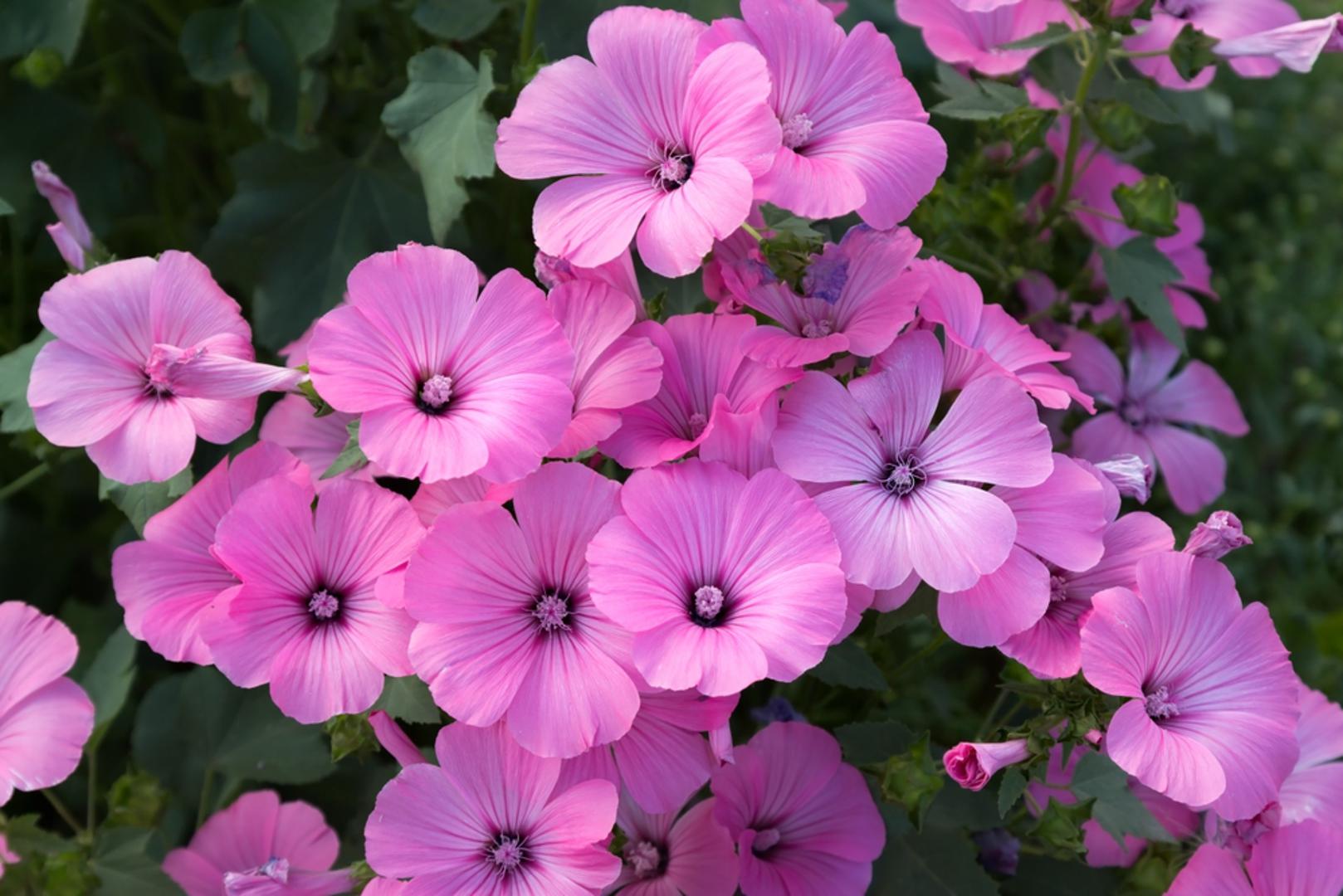 Drvolika stola je krupni grm koji dolazi u bijelim, ružičastim i ljubičastim varijantama. Može narasti u visinu do tri metra te zahtijeva puno sunca za pravilan rast. Ova biljka je vrlo otporna i jednostavna za održavanje te je pogodna za vrtlarske početnike. S obzirom na to da je vrlo bujna i raskošna potrebno ju je saditi na razmaku od 2 metra. Nakon cvatnje potrebno ju je obrezati kako bi zadržala svoj grmoliki oblik. Zbog svoje otpornosti odlična je i za kamenjare te morska područja.