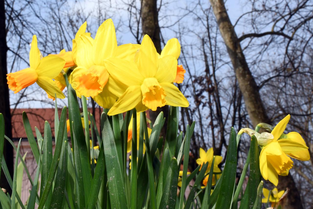 Sisak: Procvjetali narcisi u parku 