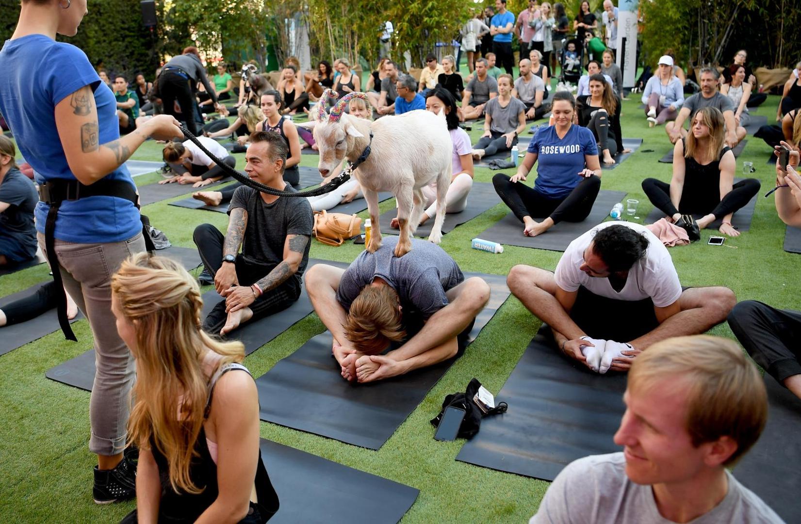U SAD-u sve je popularnija joga s kozama