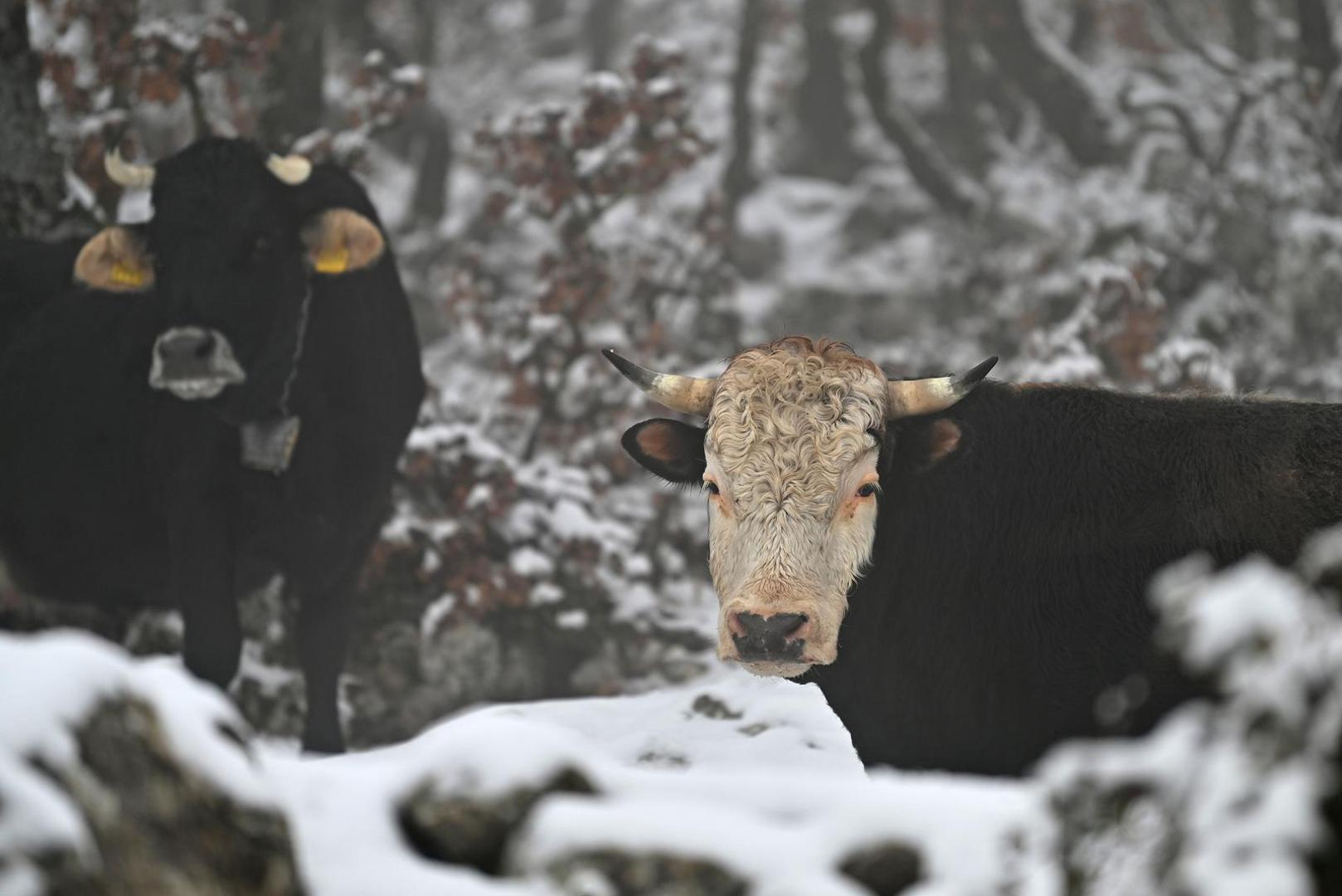 Zima je danas iznenadila Dalmaciju, a posebno dojmljiv prizor zabilježen je na Biokovo, gdje je pao snijeg i prekrio vrhove ove impozantne planine.