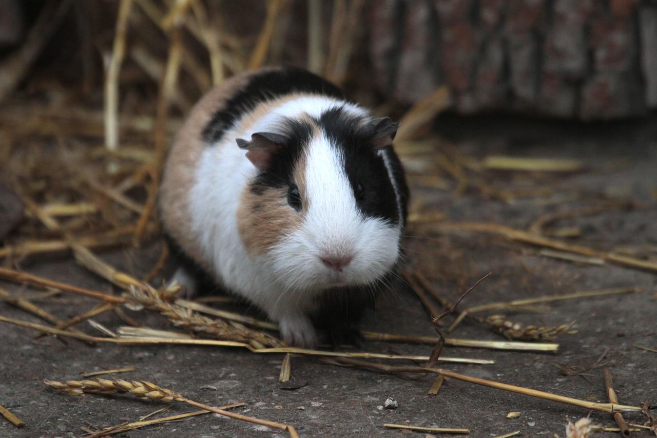 Osijek: Životinje uživaju u svojim nastambama u zoološkom vrtu