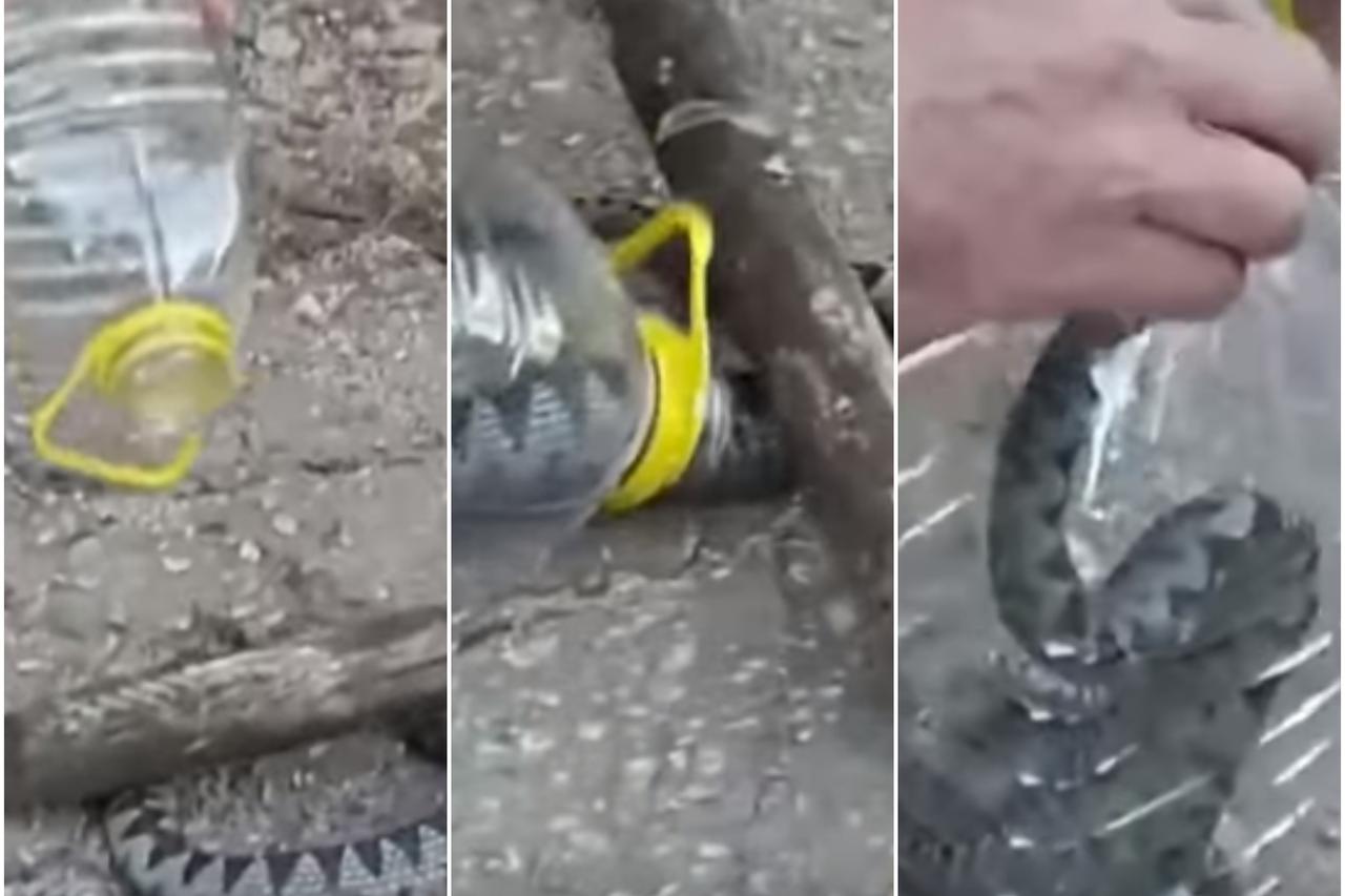 Muškarac ulovio poskoka i odnio ga doma