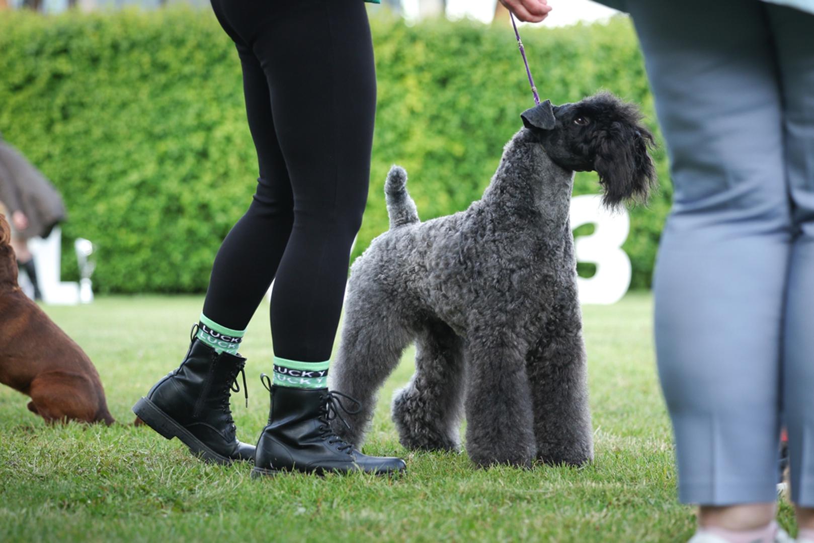 Kerry blue terijer: Kerry blue terijer ima mekanu, valovitu dlaku i elegantan izgled, ali i karakter pun energije. Budući da se slabo linja, često ga se spominje među pasminama koje mogu bolje odgovarati alergičarima. Ipak, kao i kod drugih sličnih pasmina, ključna je redovita njega kako bi se smanjilo zadržavanje nečistoća i alergena u dlaci. 