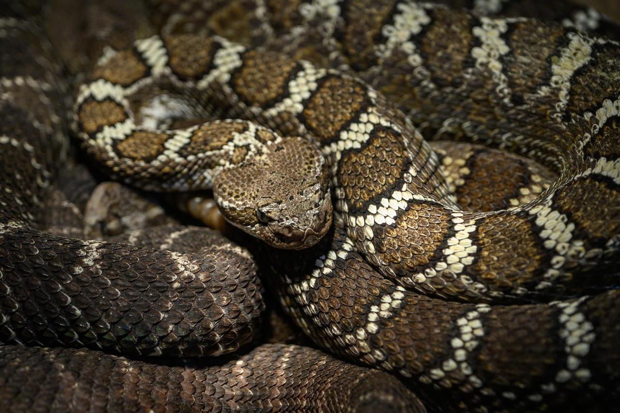 Zagreb: U Family Mallu otvorena izložba zmija i papiga