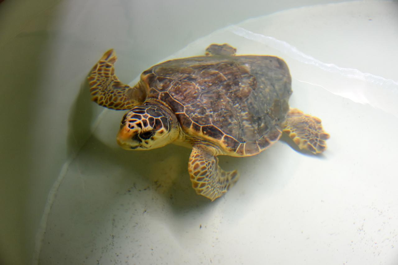 Pula: U Aquariumu Pula sve je spremno za povratak glavatih želvi u more