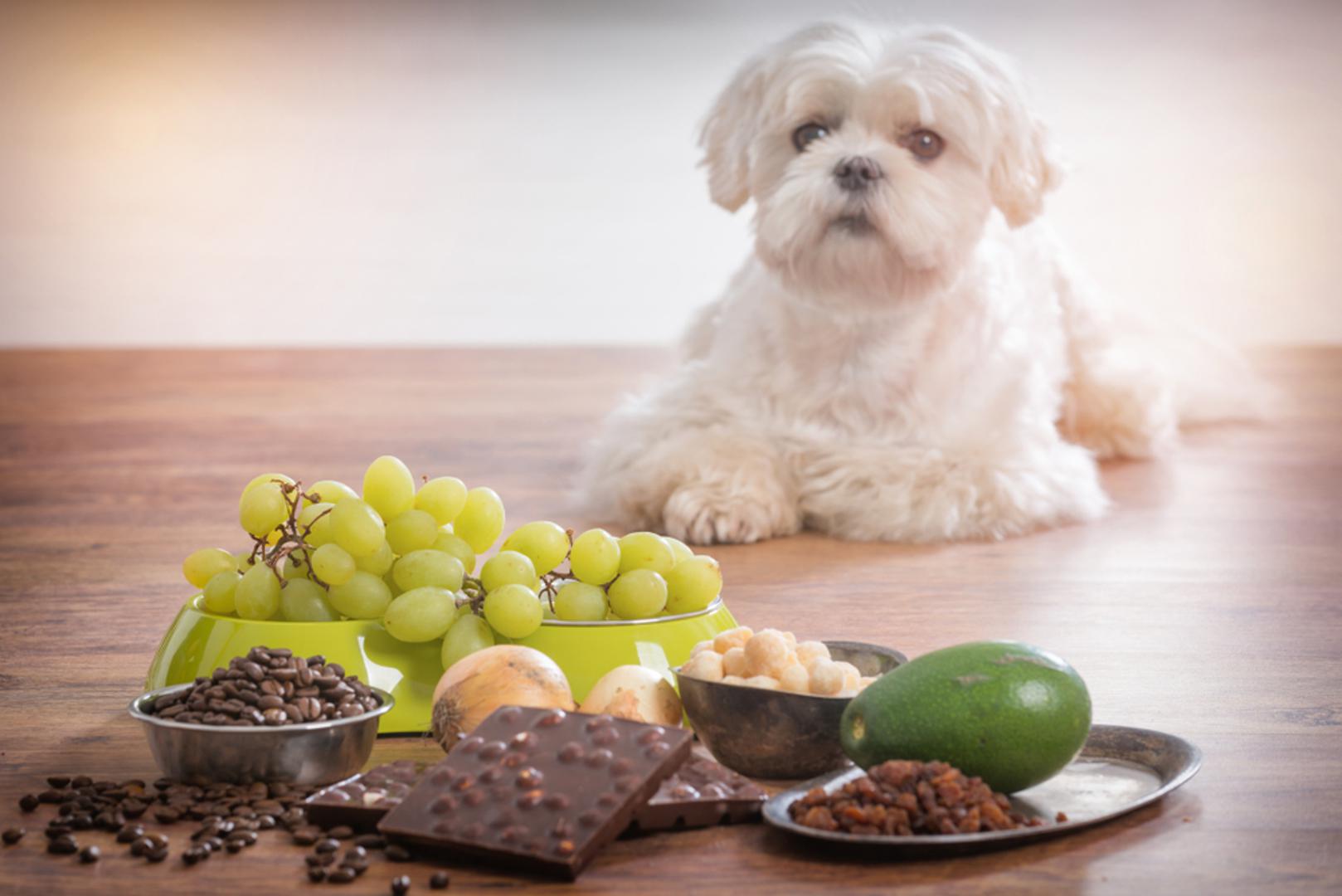 Mnogi vlasnici pasa teško odole onom poznatom pogledu ispod stola kada njihov ljubimac poželi 'samo mali zalogaj' ljudske hrane. Ipak, ono što je ukusno nama, za pse može biti vrlo opasno, a ponekad i kobno. Problem je u tome što pojedine namirnice kod pasa izazivaju ozbiljne probavne tegobe, trovanja, oštećenje jetre, bubrega ili krvnih stanica. 