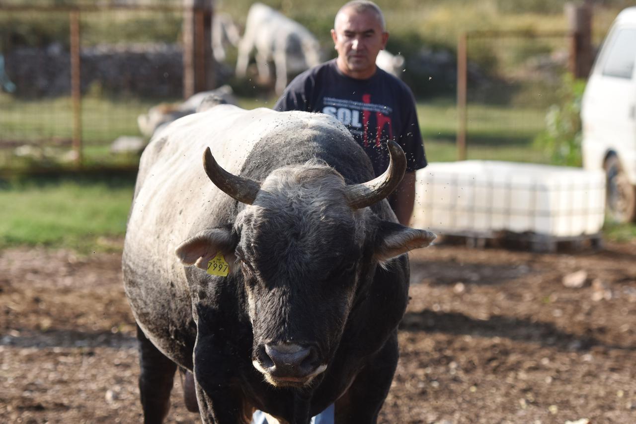 Vinovo Donje: Bik Zećo dugogodišnji je prvak Hrvatske u Bikijadi