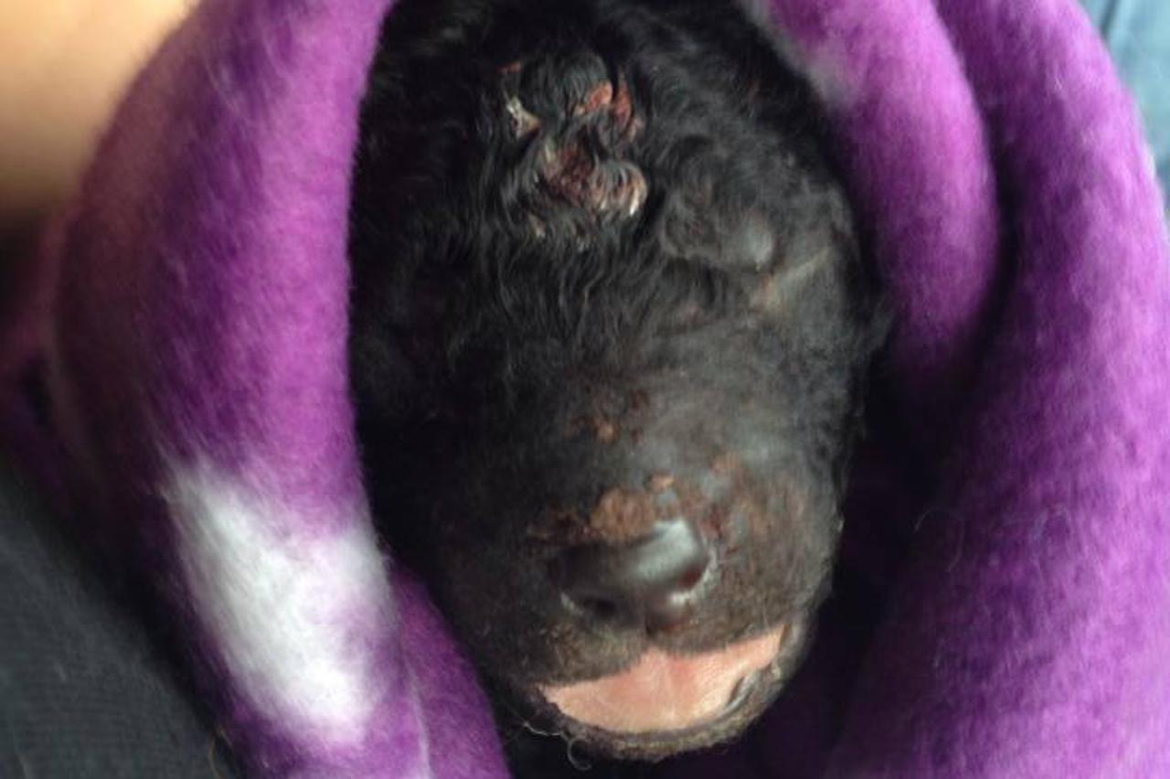 Mrtvi štenci Slavonski Brod