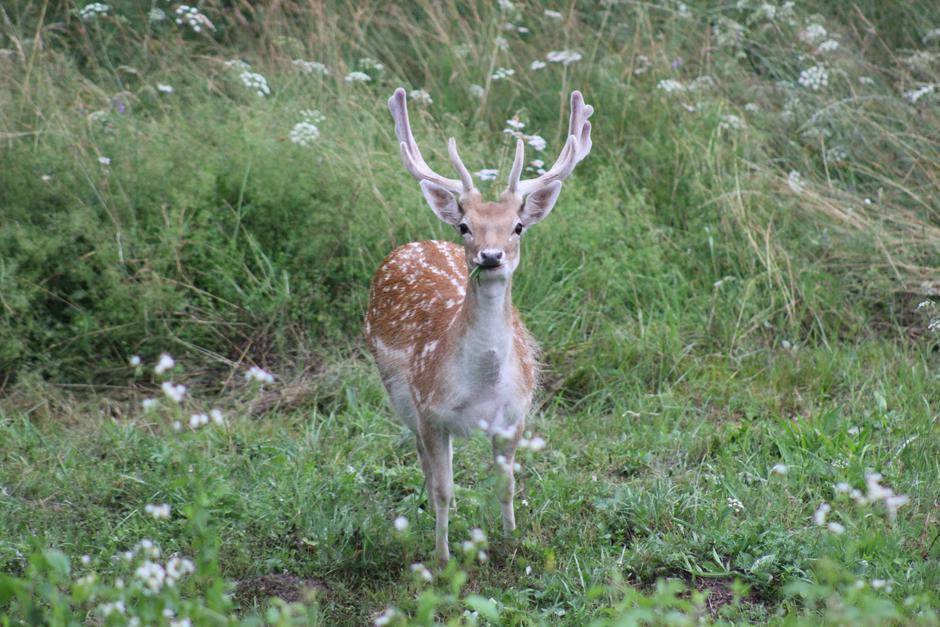 Amirov je hobi fotografiranje divljih životinja u okolini