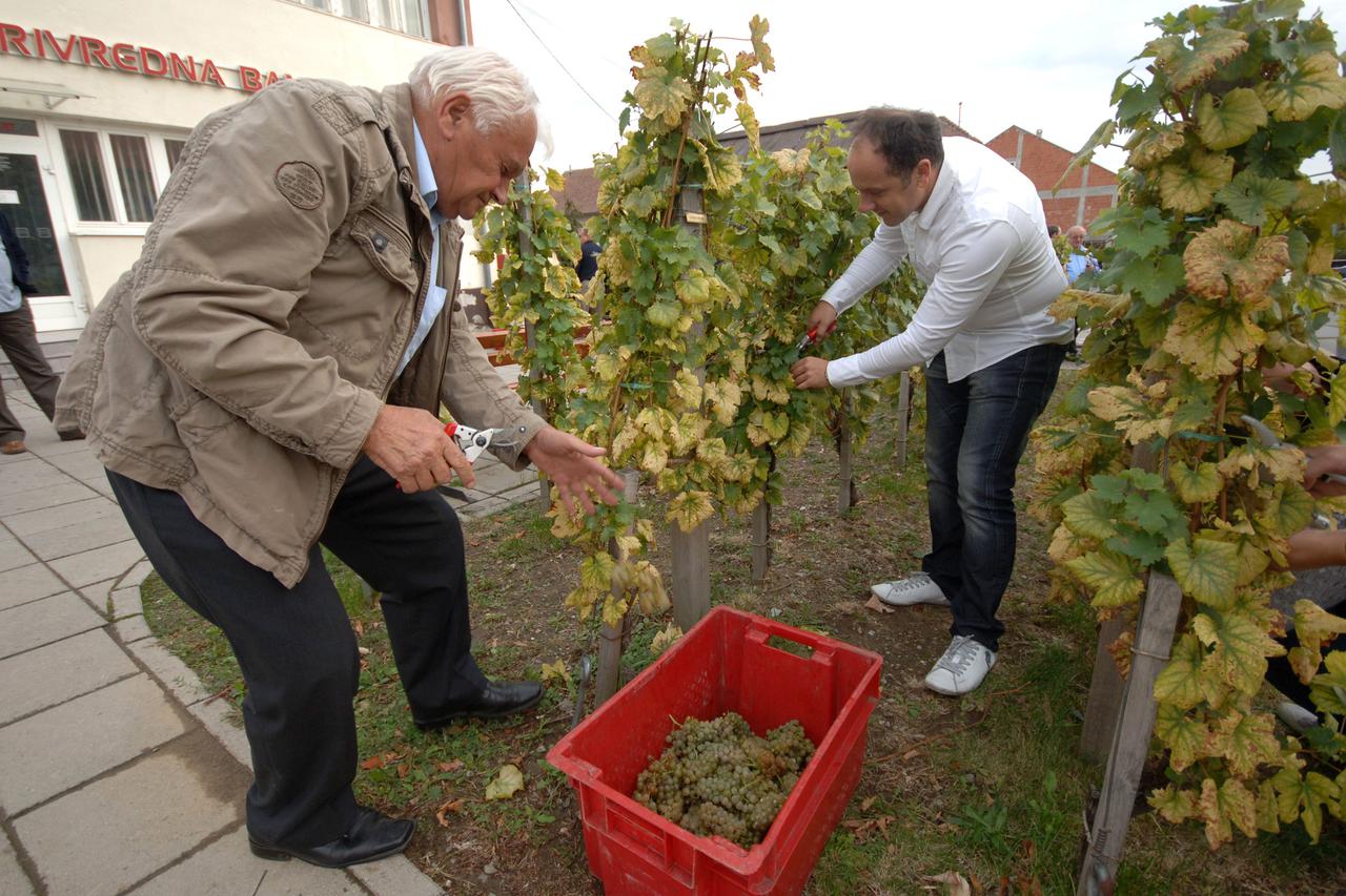 grožđe