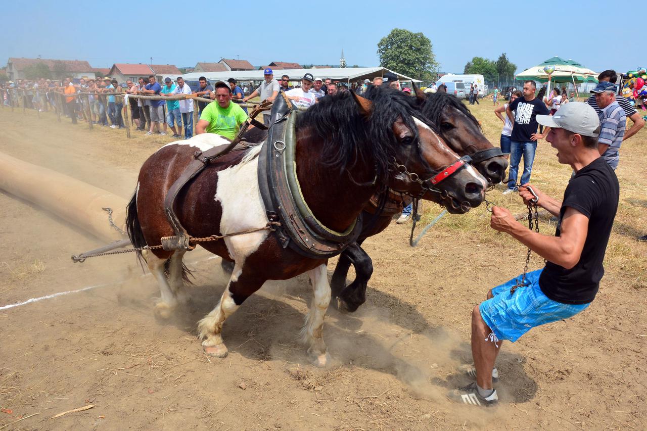 Oku?ani: Održana Štraparijada 2017., natjecanje konja u vu?i teških trupaca
