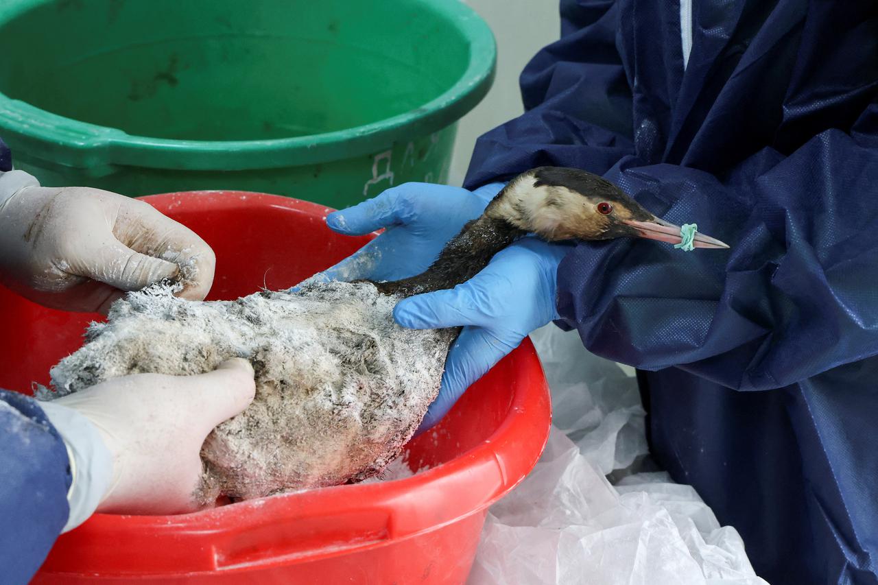 Volunteers rescue birds following oil spill in Kerch Strait