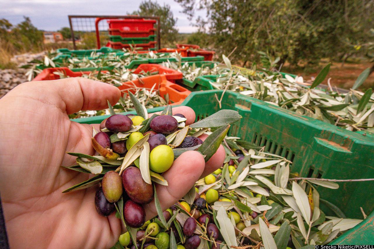 Berba maslina u Vodnjanu i okolici