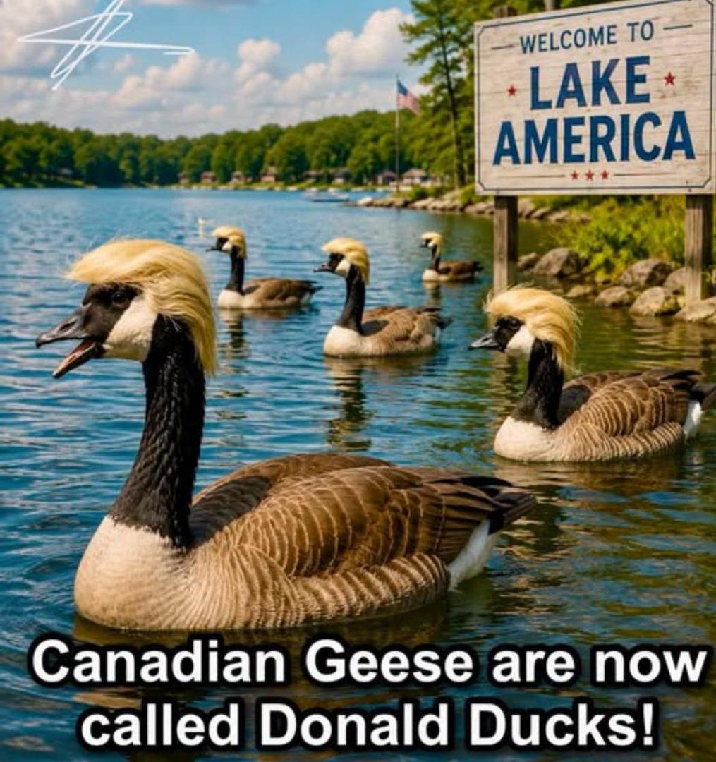  U drugoj šali kanadske guske zbog novog imena jezera postaju "Donald Ducks".