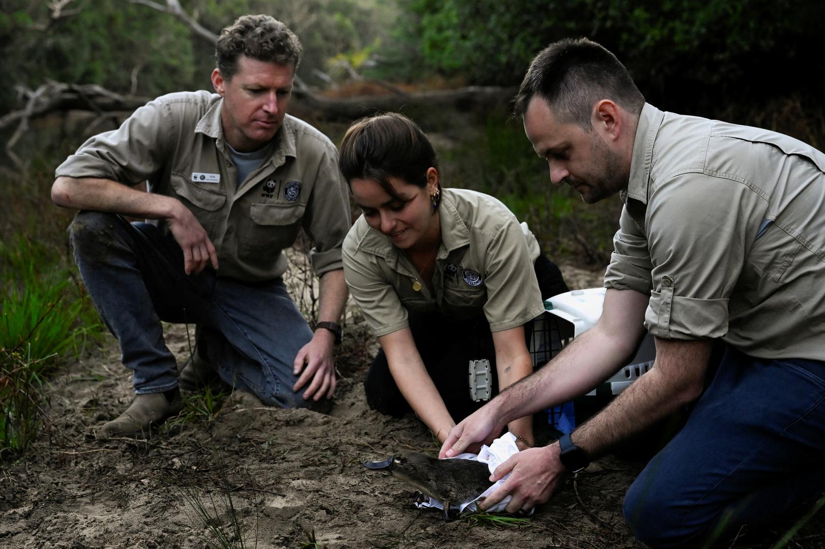 Scientists Francesca Roncolato, Rob Brewster and Patrick Giumelli from WWF release a platypus back into Sydney’s Royal National Park for the first time in over fifty years, in Sydney, Australia, May 12, 2023.  REUTERS/Jaimi Joy Photo: JAIMI JOY/REUTERS