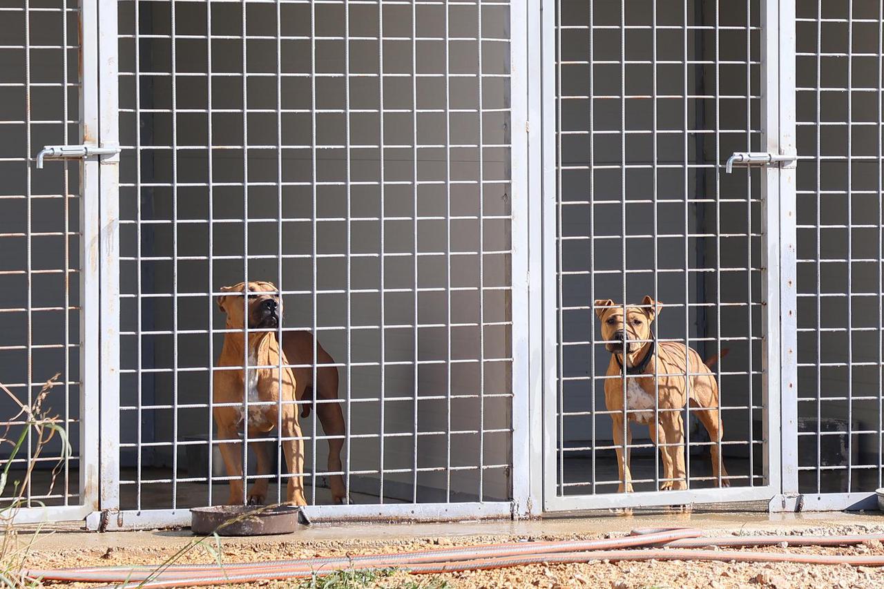 Split: Psi koji su oduzeti psihijatru još nemaju adekvatan smještaj
