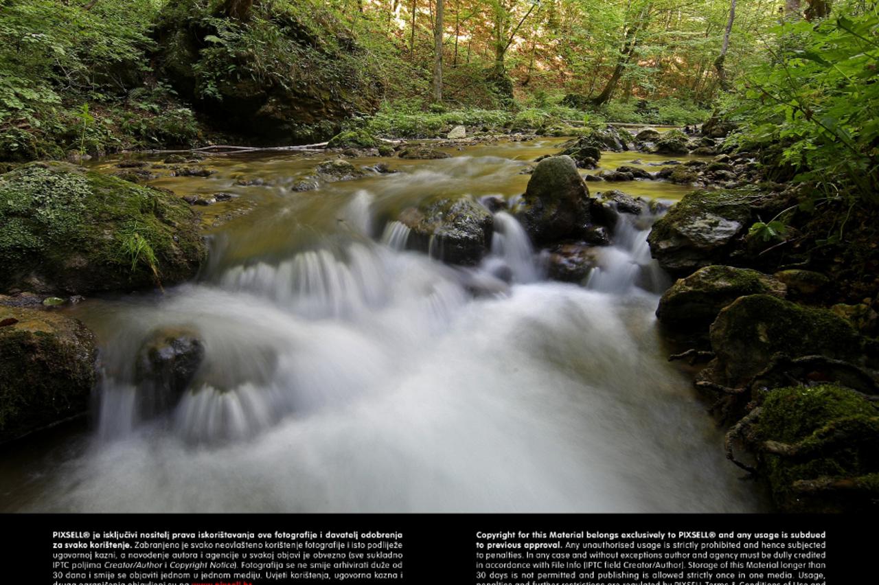 šuma,potok,priroda