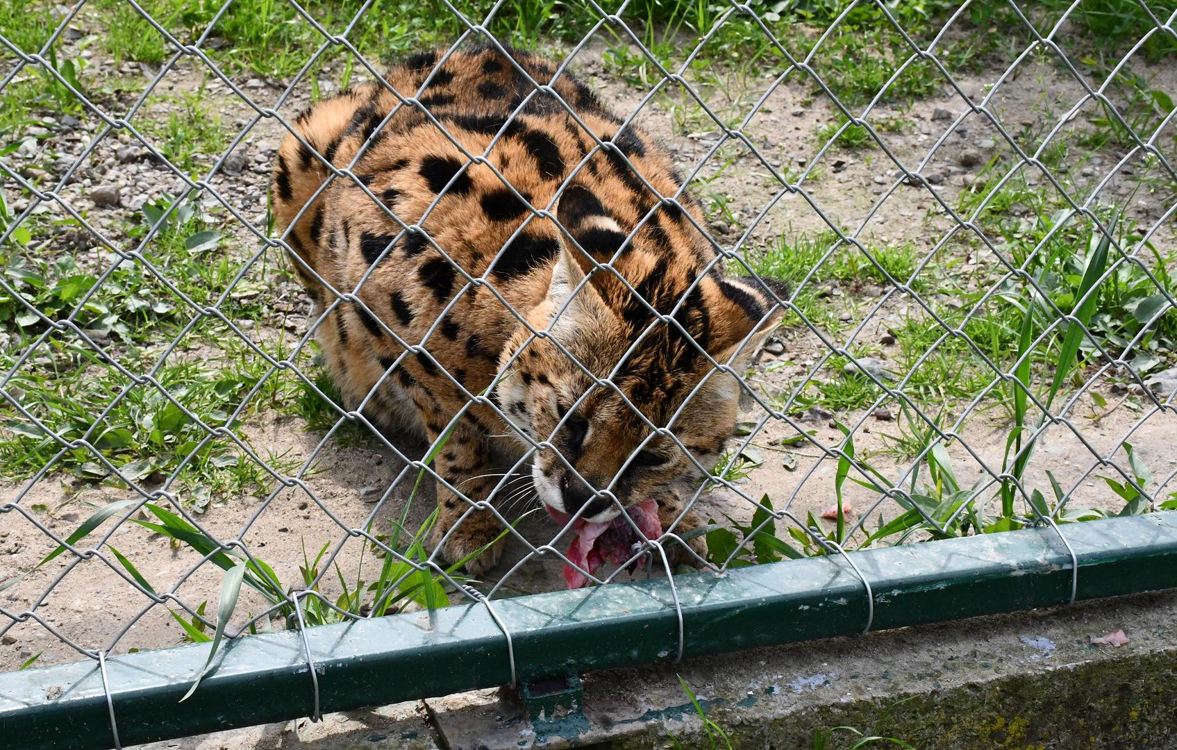 Kada su je pronašli, prema ponašanju, veterinar je bio uvjeren da je pronađena skotna. "Svi koji su je vidjeli i koji se razumiju u divlje mačke slažu se da je moguće skotna",