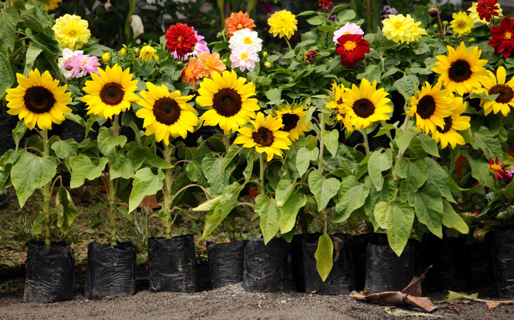 Suncokret je jedna od najjednostavnijih i najbrže rastućih biljaka, zbog čega je odlična za one koji vole cvijeće, ali nemaju “zeleni palac”. Sadi se na dubinu od 3 cm te na razmaku od 30 cm. Voli sunčani položaj i redovito zalijevanje. Čest problem sa suncokretima je da rastu u nedogled pa ako vam to ne odgovara, odaberite manju vrstu prikladniju vašem vrtu. Ako vrtu želite dodati malo boje, uz žute, možete pronaći i narančaste, crvene i smeđe suncokrete.
