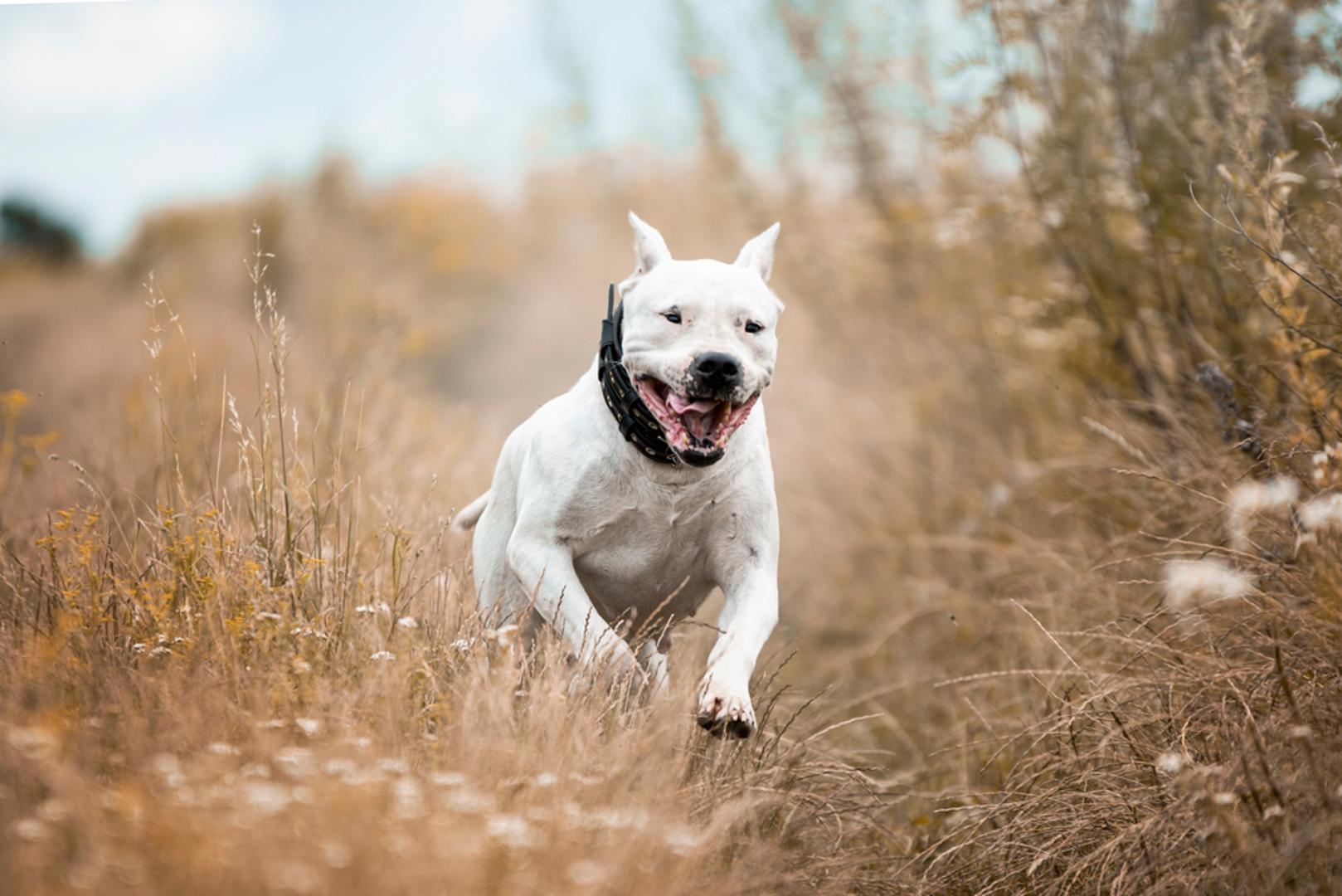 Dogo Argentino: Dogo Argentino, poznat i kao argentinski mastif, veliki je, bijeli, snažan pas uzgojen za lov na veliku divljač poput divljih svinja. Mnogi ovu pasminu drže opasnom pa je njihov uzgoj u nekim državama zabranjen. Štene može koštati do 8 tisuća dolara, iako se uz sreću može pronaći i za manje.