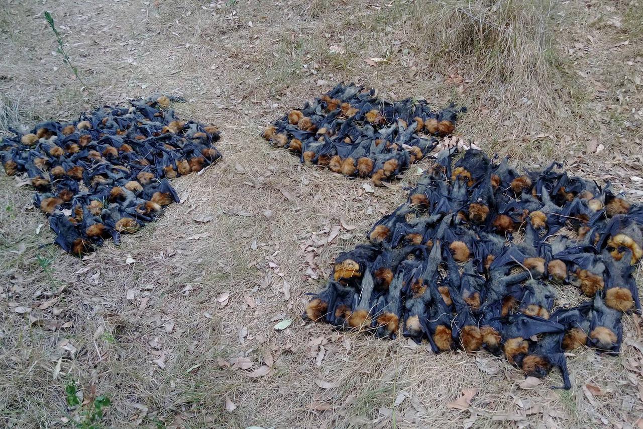 Pomor letećih lisica