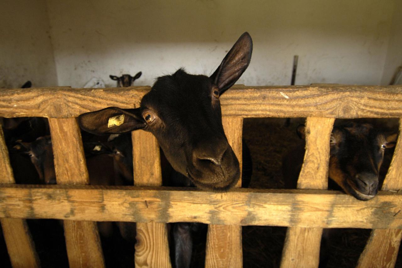 'VARAZDIN/MEDJIMURJE- 05.03.09., Cakovec, Hrvatska- Kozari o problemima s cijenom mlijeka i problemima u kozarstvu. Photo: Vjeran Zganec Rogulja/Vecernji list'