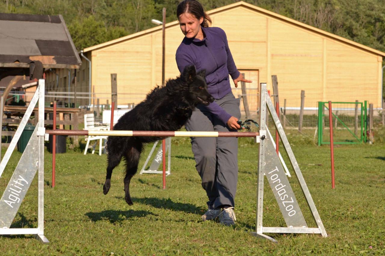 Zsuzsa Veres, hrvatski ovčari (1)