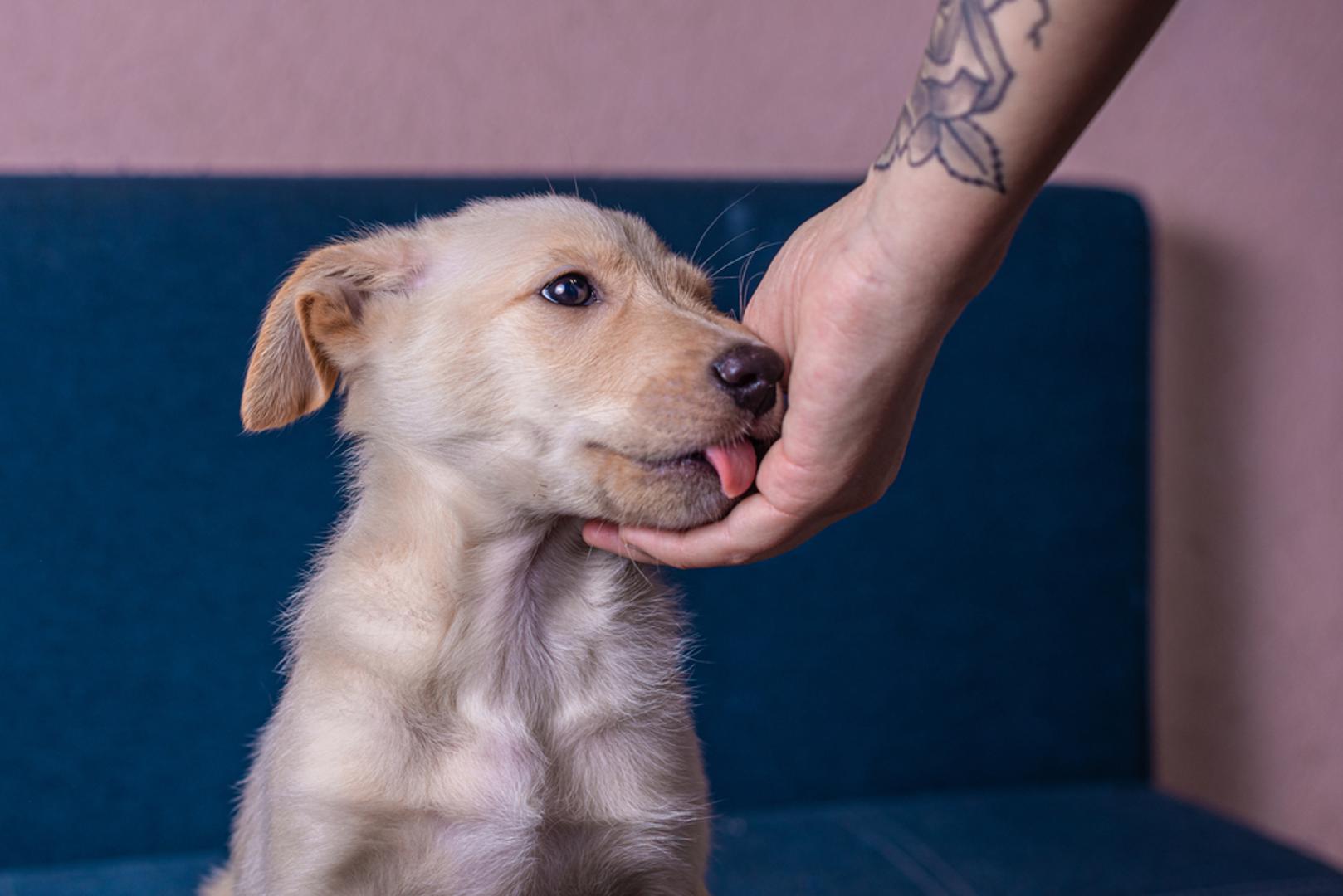 Možda vaše ruke zaista jesu dobrog okusa, no to ne mora nužno biti jedini razlog zbog kojeg ih vaš pas voli lizati. Iako objašnjenje za takvo ponašanje na prvi pogled može biti jednostavno, zapravo može kriti brojne emotivne i instinktivne poruke koje pas na taj način pokušava prenijeti - od izraza ljubavi do traženja pomoći. Stručnjaci su za ZigZag otkrili 7 najčešćih razloga.