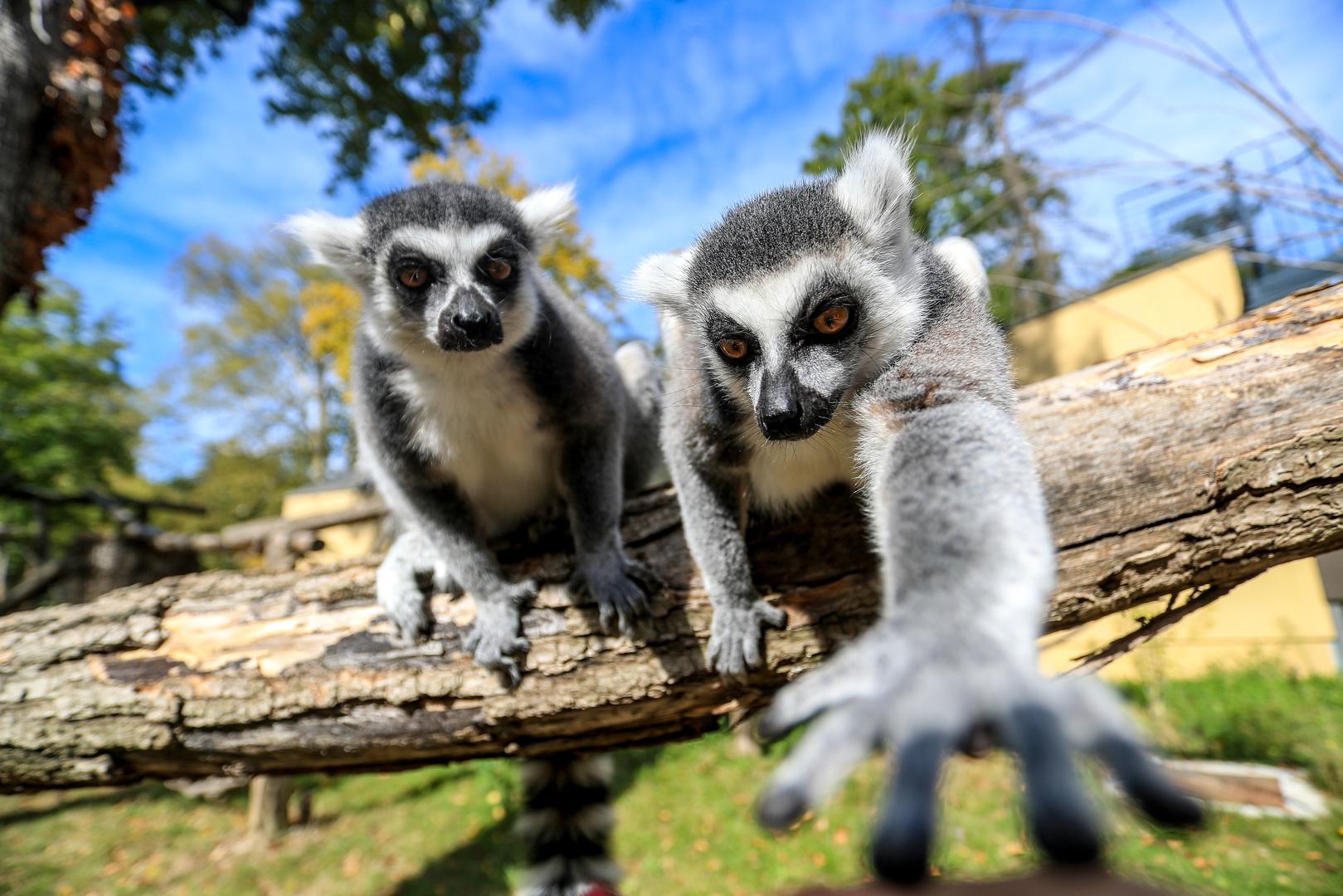 03.10.2018., Zagreb - Lemuri u Zoološkom vrtu Zagreb