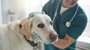 Alarm za uzbunu: Povraćanje kod pasa nije bezazleno, evo kada potražiti pomoć veterinara
