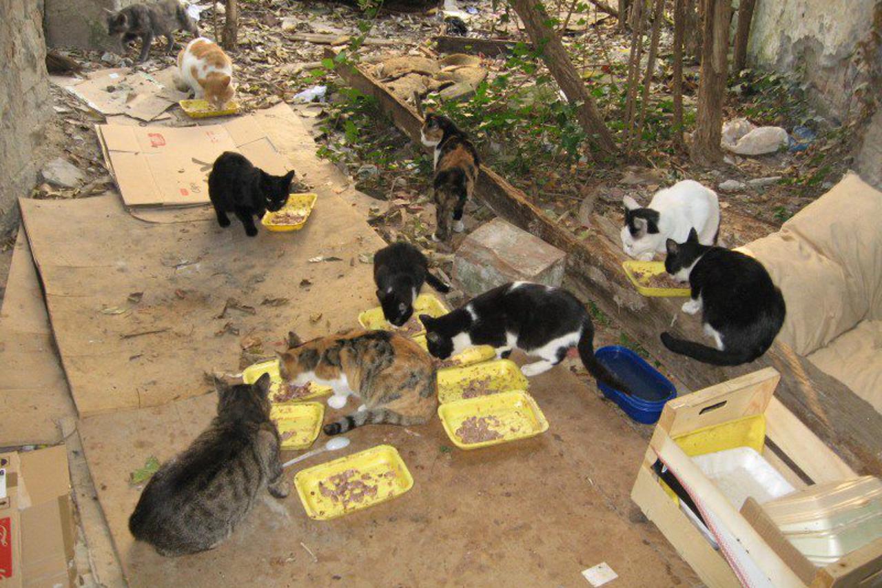 Napušteni psi i mačke grada Vukovara (1)