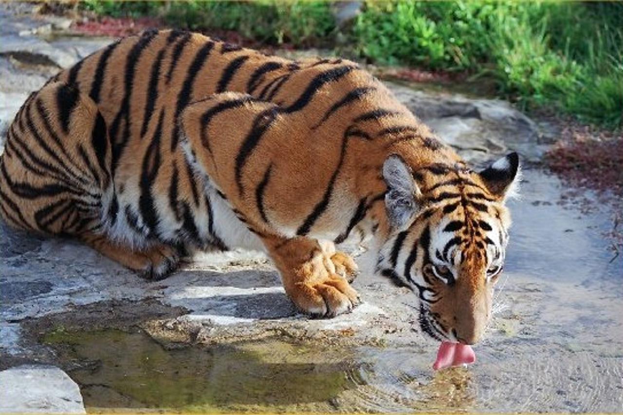 tigar