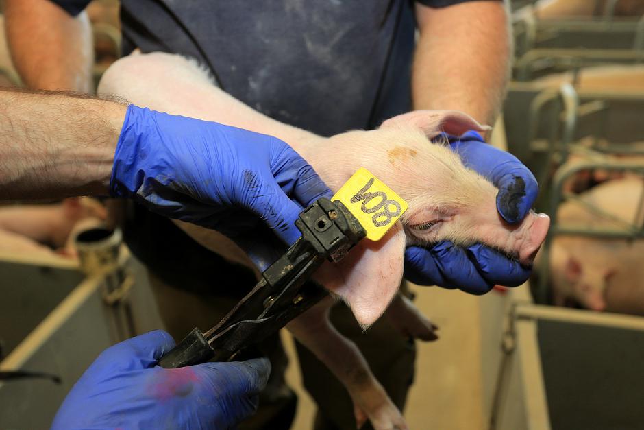 Punitovci: OPG Goran Jančo bavi se svinjogojstvom te obradom zemlje