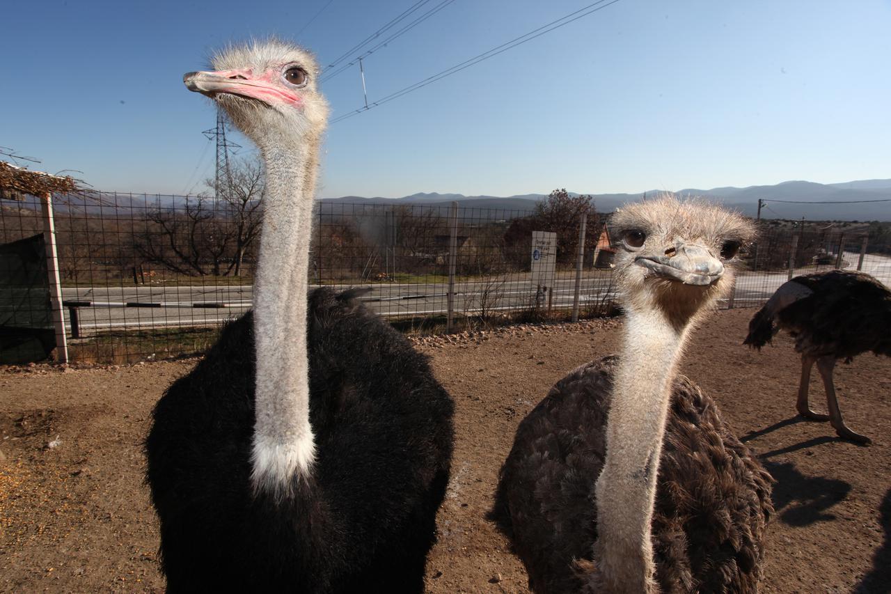 ilegalni zoo