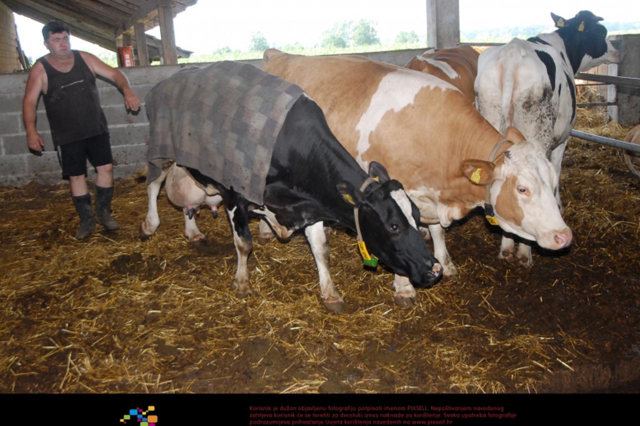 '05.07.2012., Bjelovar, farma Katalenic, Gudovac -  U nesnosljivim ljetnim vrucinama, kucni ljubimci i stoka trebaju rashladjivanje.   Iskusni farmer Mirko Katalenic iz Gudovca, jedan od najvecih proi