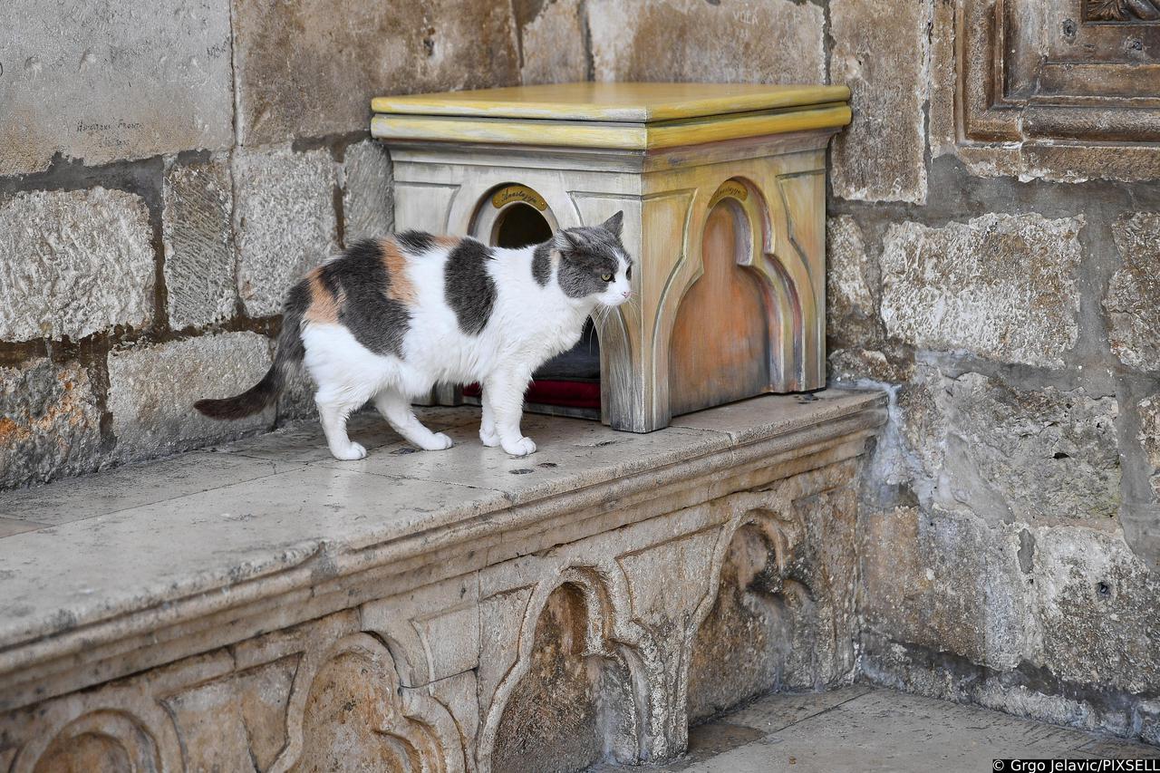 Dubrovnik: Postavljanje kućica za mačke, glavna zvijezda je mačka Anastasija