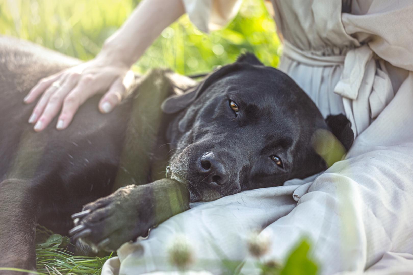 Labrador retriver: Labradori su topli, optimistični i 'ljudi-psi' koji se najbolje osjećaju kad su uključeni u obiteljsku rutinu. Njihova jednostavna radost često je zarazna, a fizička aktivnost s njima brzo ispuhne napetost. Uz pravilnu socijalizaciju, uglavnom su mirni u kući i rado se sklupčaju uz vas nakon šetnje.