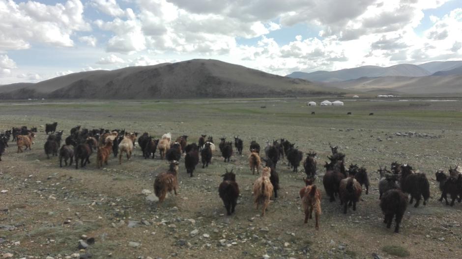 Kako do Mongoljije s Yugićem saznajte uz World Traveler’s Bar Online