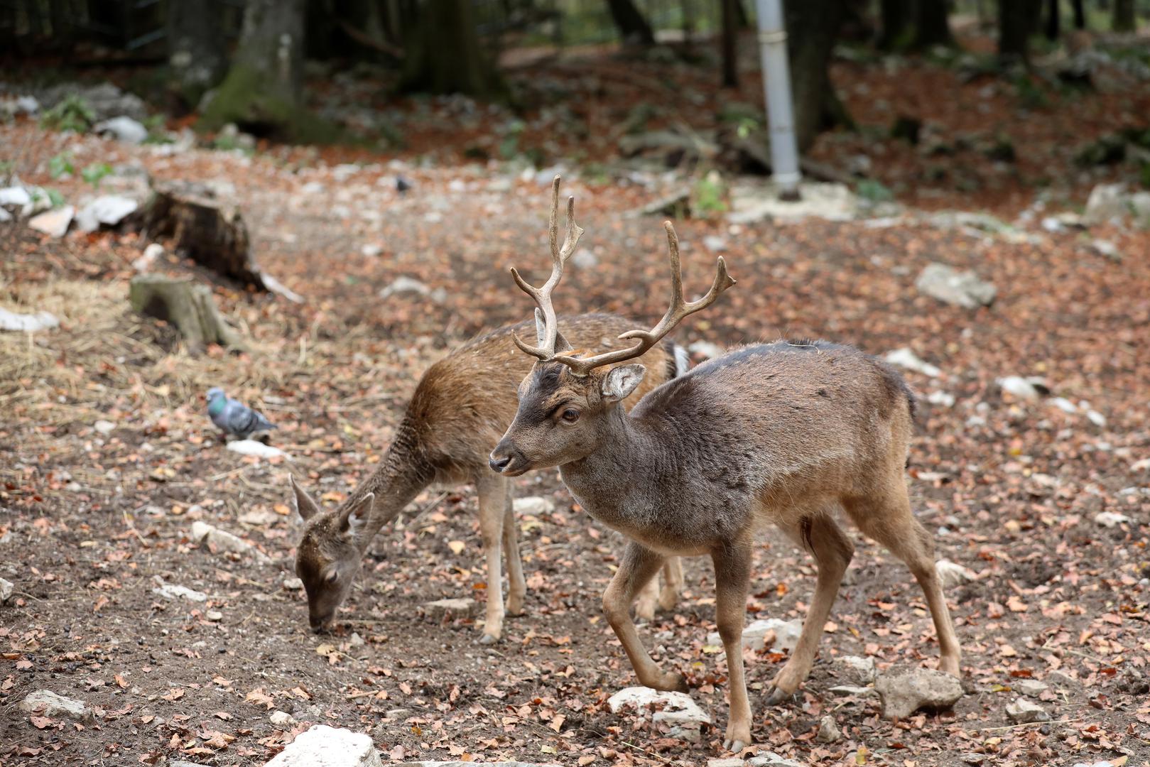 18.10.2023., Delnice - Jeleni lopatari u park sumi Japlenski vrh pored Delnica. Photo: Goran Kovacic/PIXSELL