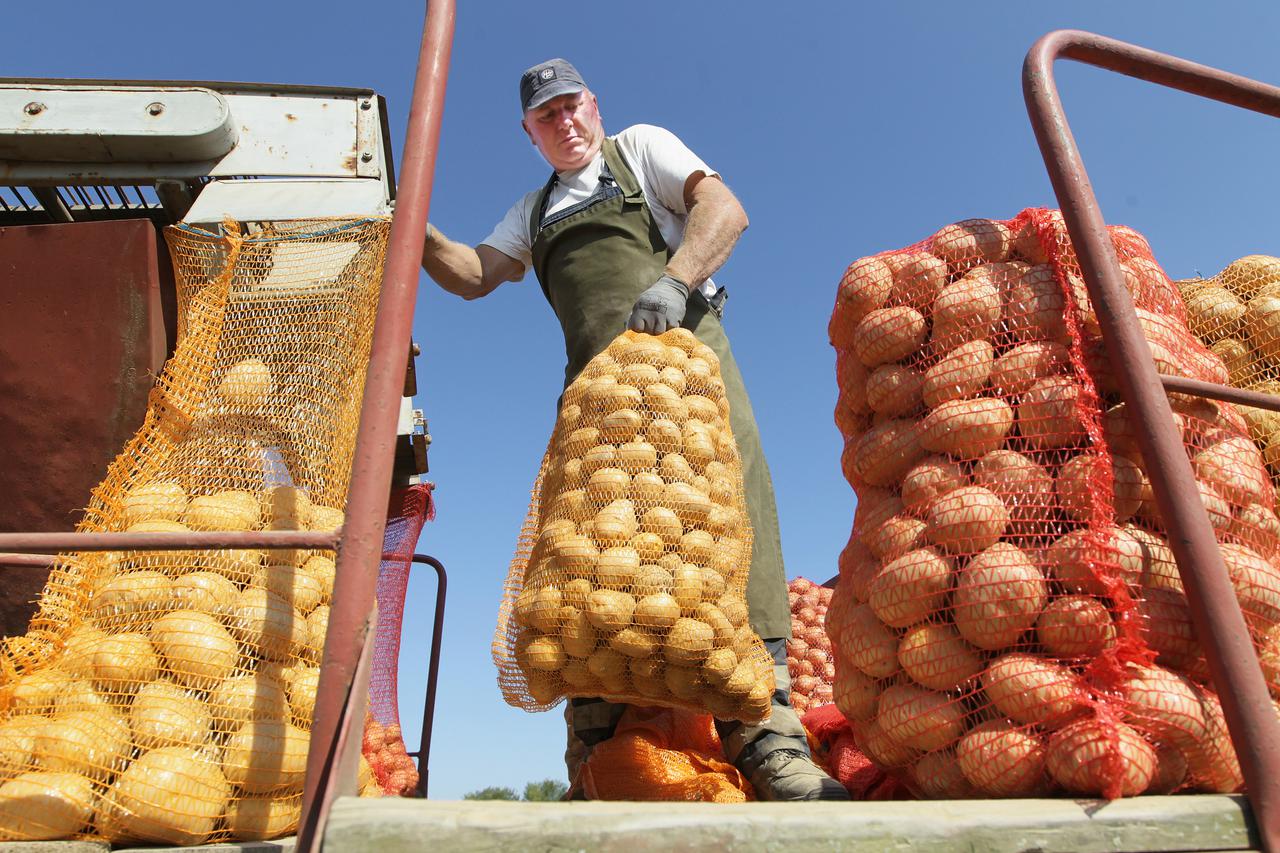 25.08.2012., Koprivnica - Obitelj Meric se vec 30-tak godina bavi proizvodnjom hrane, odnosno sadi krumpir i druge vrste povrca i voca. Za ovogodisnji urod krompira kazu da je 50% manji nego proslogodisnji i da je njegova otkupna cijena premala da bi pris
