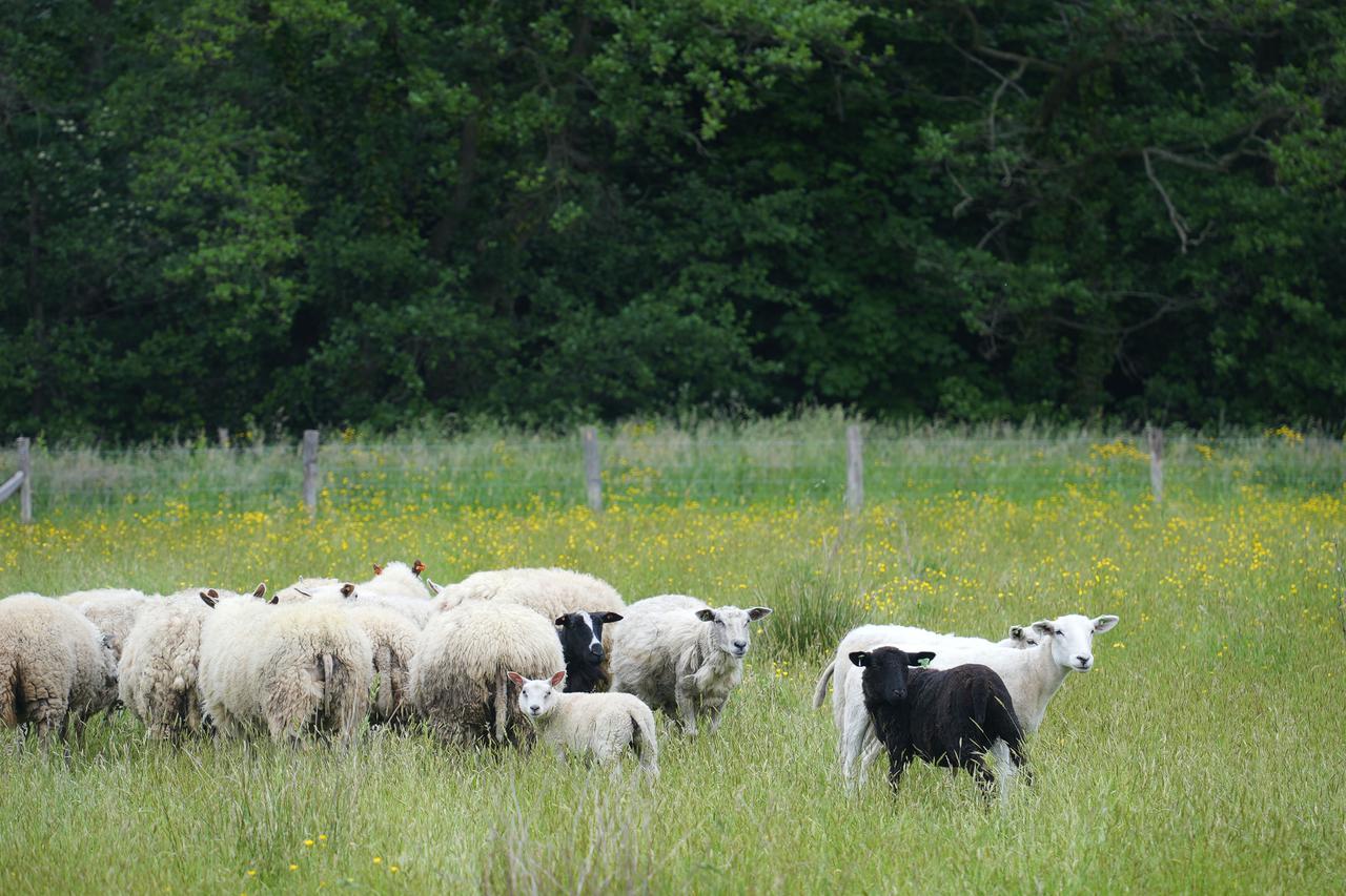 Gent: Ovce pasu travu na jedanaest fiksnih lokacija koje su teže pristupačne za kosilicu