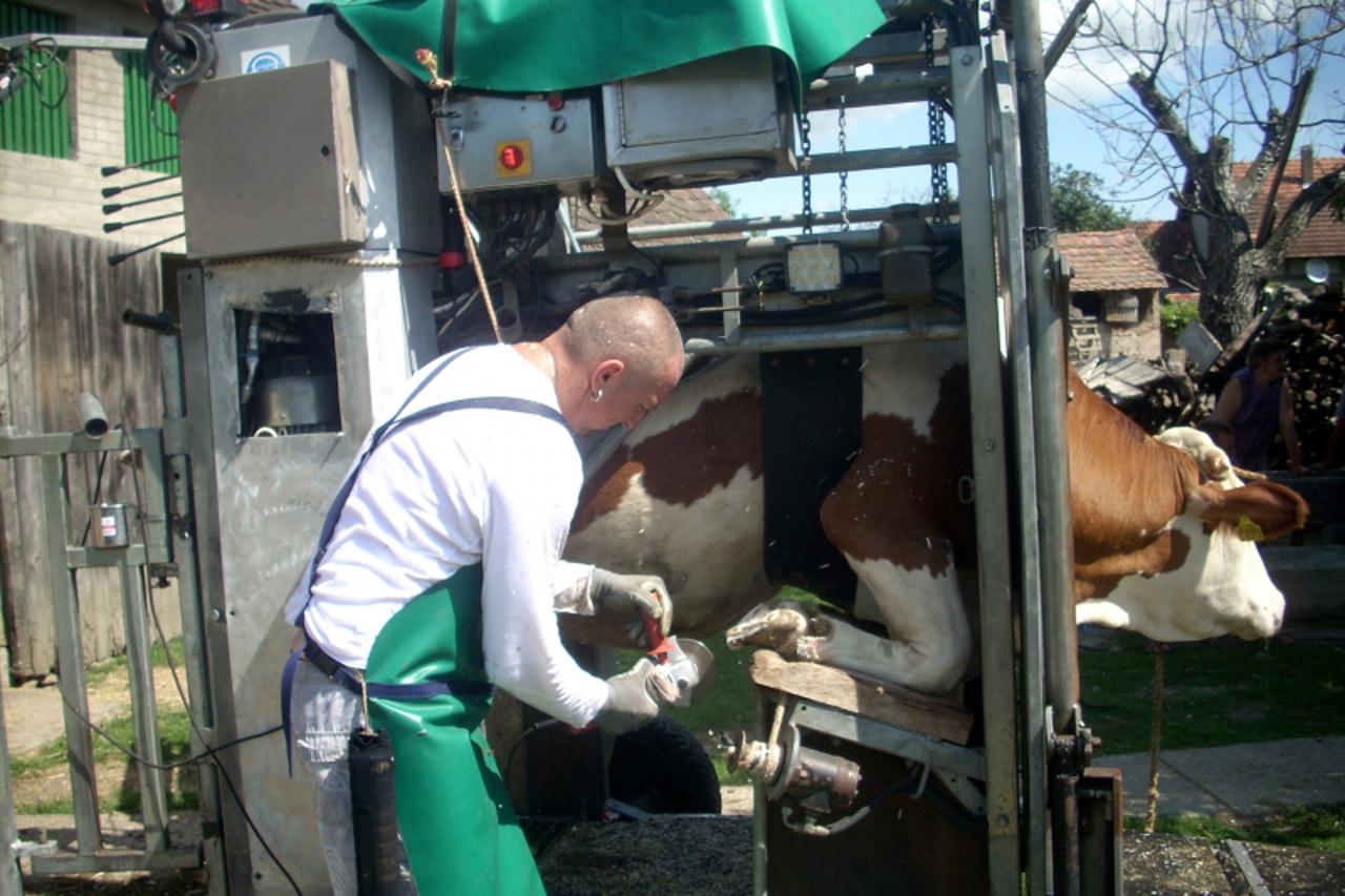 'UNUTRASNJA  18.10.2012. VUKOVAR - pediker za krave  Branimir Bradaric/Vecernji list'