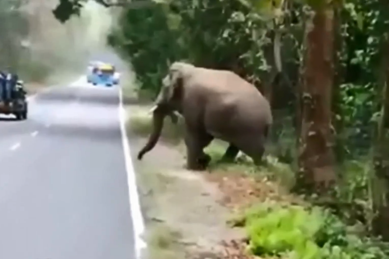 Slon ganja turiste u Indiji